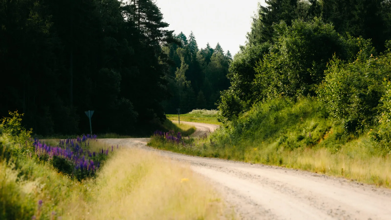 Gravel road winding through timber with wildflowers along the shoulder