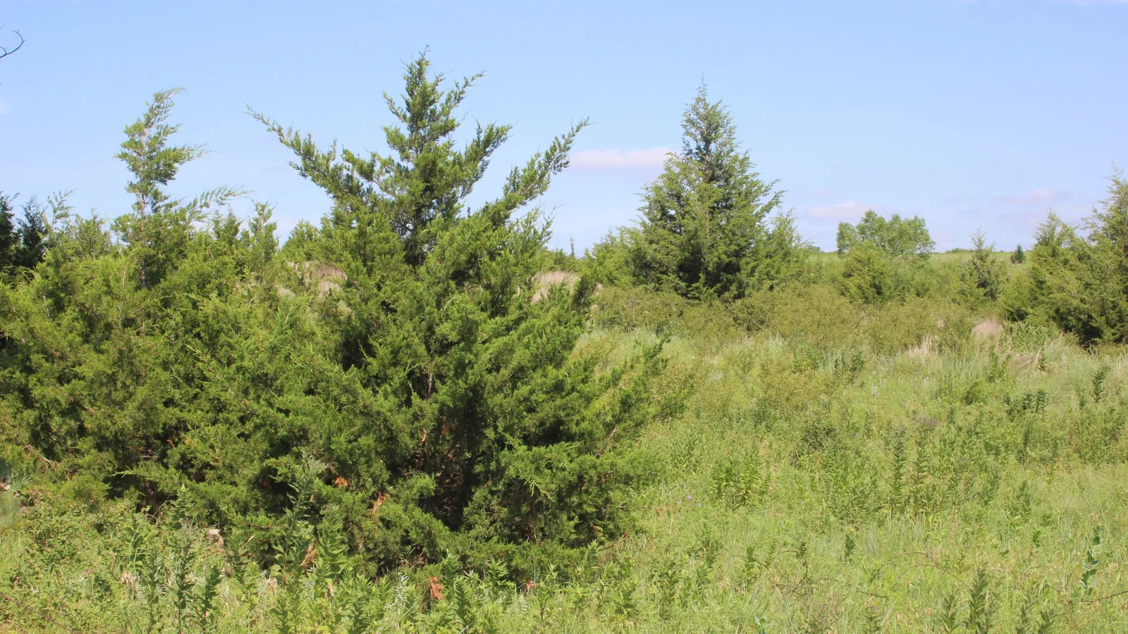 Pasture being taken over by eastern red cedar and waist-high weeds along an old fence