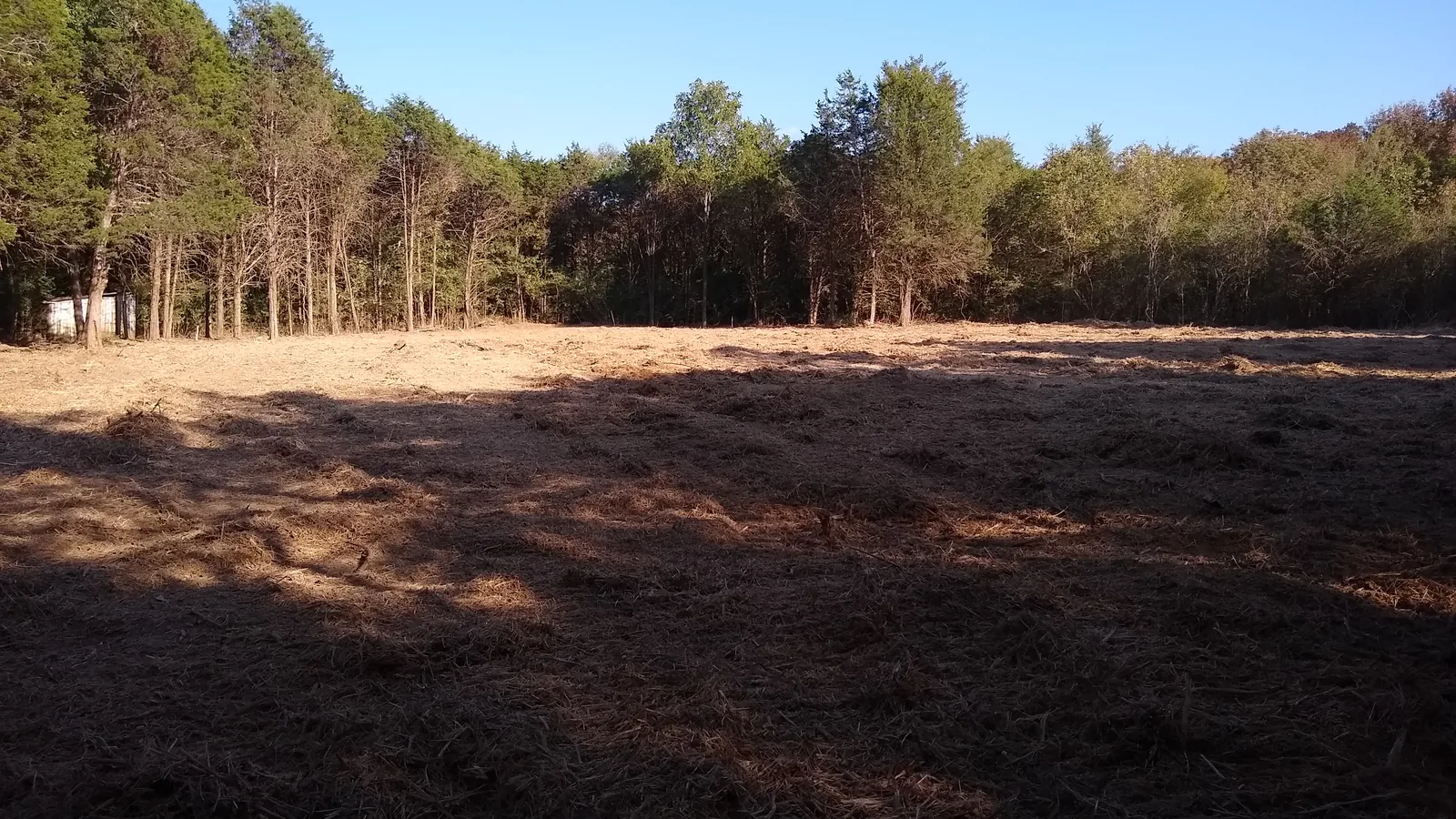 Reclaimed pasture covered in fresh mulch after clearing, with the timber line left standing